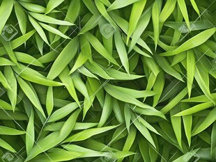 翠绿竹叶无缝背景图案