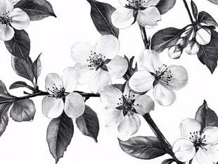 黑白花卉枝叶图案