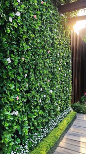 阳光照耀下的绿植景观墙
