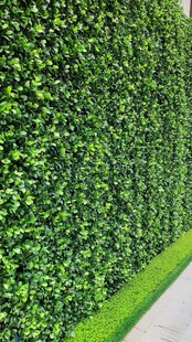 翠绿植物墙 生机满满