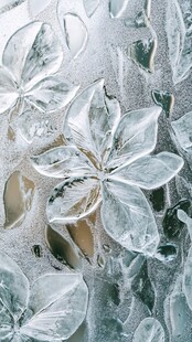 冰中花朵的梦幻之美