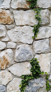 石墙蔓延的翠绿藤蔓