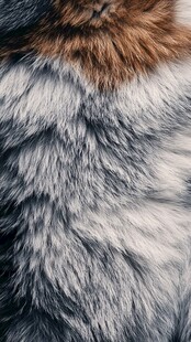 柔软多彩动物毛皮特写