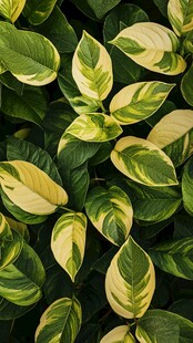 黄绿相间的斑斓叶片