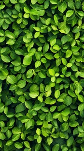 翠绿繁茂的三叶植物景观