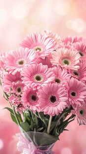 粉色非洲菊插花的浪漫美