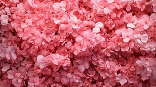 粉色绣球花海浪漫景致