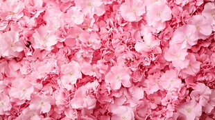 浪漫粉色花海背景图