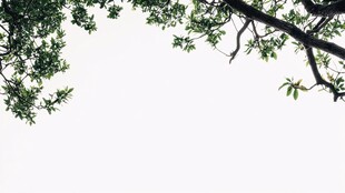 仰视绿叶树枝的纯净画面