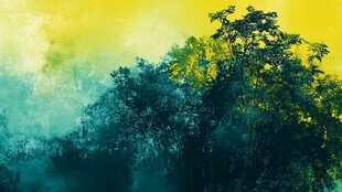 晨雾中的葱郁树林