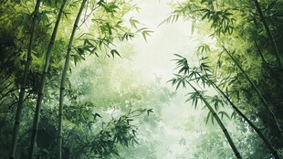 翠绿竹林间的清新景致