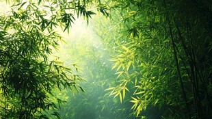 阳光洒落的静谧竹林