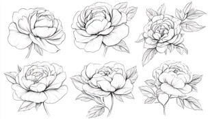 手绘线描牡丹花图案集合
