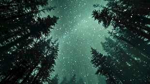 森林夜空繁星闪烁景象