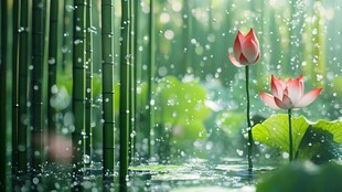 雨润荷塘中绽放的娇艳荷花