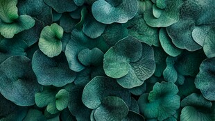 翠绿叶片构成的自然纹理