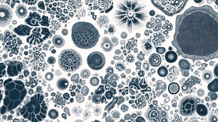 蓝白细胞图案纹理背景