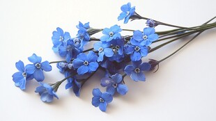 蓝色勿忘我花束特写