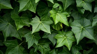 翠绿常春藤叶片特写