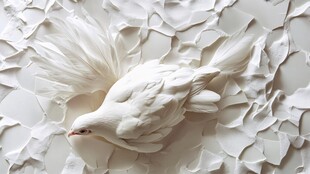 白色鸽子静卧破碎纹理上