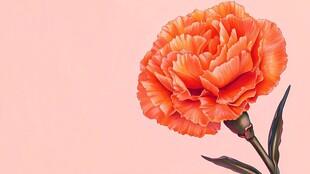 橙红色康乃馨特写