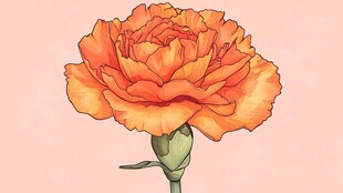 橙色康乃馨插画