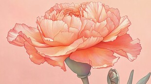 粉色康乃馨花卉插画