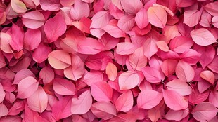 浪漫粉色叶片铺满画面