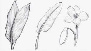 手绘植物叶片与花朵