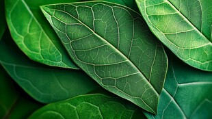 翠绿叶片特写 生机盎然