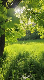 阳光下的绿意盎然草地