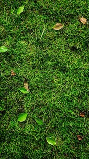 翠绿草地散落几片叶子