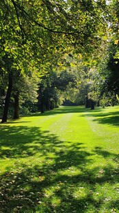 阳光洒落的静谧林间草地