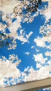 仰望蓝天枝叶间的美景