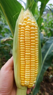 鲜摘饱满甜玉米