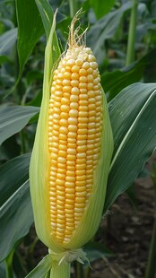 饱满玉米穗 田园好风光