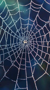 晶莹露珠装点的绝美蛛网