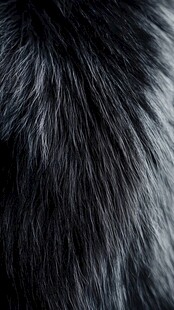 黑色毛绒质感特写