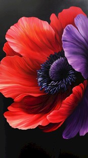艳丽双色罂粟花油画