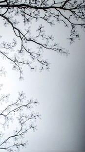 冬日树枝映灰白天空