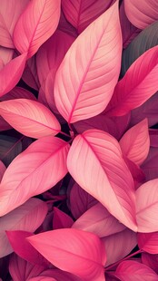 粉红叶片特写 绚丽自然美