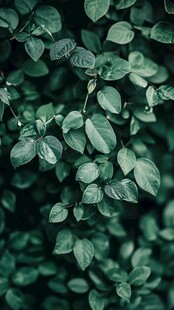 翠绿叶片的自然清新景象