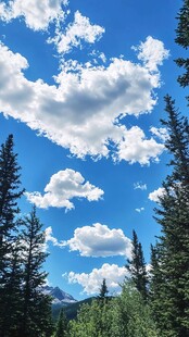 蓝天白云下的森林景致