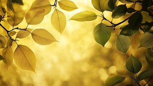 秋日枝叶间的温暖光影