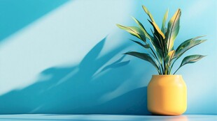 蓝墙旁的黄色盆栽绿植