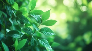 翠绿新叶 展现自然生机