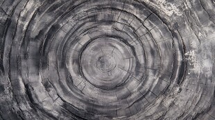 树桩年轮纹理特写