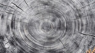 树桩年轮纹理特写