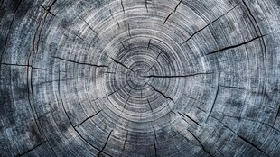 树桩横截面纹理特写