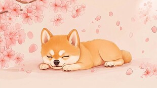樱花下酣睡的可爱柴犬